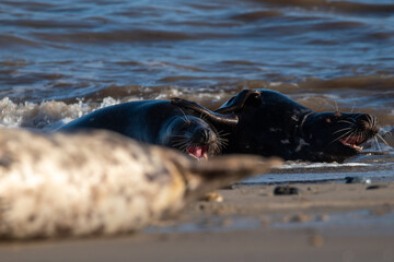 Adult grey seals play fighting in the sea at Horsey Gap beach in north Norfolk, UK. January 2022