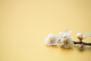 Fototapeta na wymiar 梅の花 