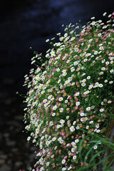 散策のスナップショット