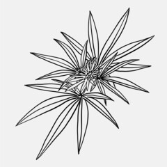 simplicity cannabis leaf freehand drawing flat design.