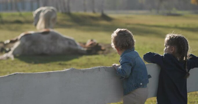 Little girl and boy standing on a wooden fance staring at horses having fun. Children having fun. Sunny, bright day on a farm. 4k  60p to 23.976 slow motion. Tight shoot.