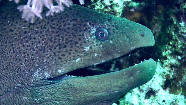 A large Giant moray (Gymnothorax javanicus) sticks its head out of its hole and opens its mouth to the beat of breathing, 