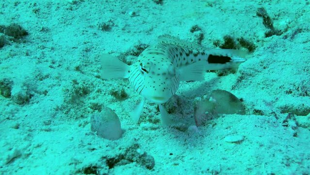 Speckled sandperch (Parapercis hexophtalma) stands on its pelvic fins on a sandy bottom, turning its eyes to examine the surroundings, front view, close-up.