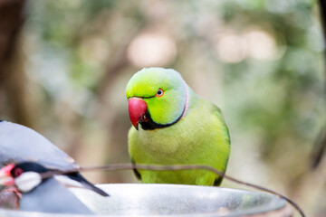 Indian ringneck parrot portrait