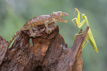 A young tokay gecko ready to prey on a young praying mantis on dry wood. This reptile has the...