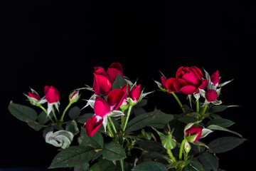 Miniature Roses on black