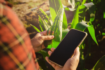 Asian female farmer with smartphone inspects corn leaves in a field for insect pests. Many pests...