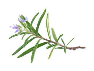 Sprig rosemary with flower isolated on white background. Fresh rosemary branch.