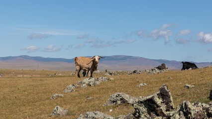 Ein brauner Ziegenbock steht vor einer Hügelkette in der Tiefebene der Zentralmongolei in der...