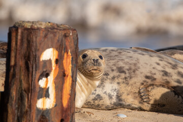 Grey seal pup laying on beach close to sea defences/groyne. Photographed at Horsey Gap beach, north Norfolk, UK, in January 2022