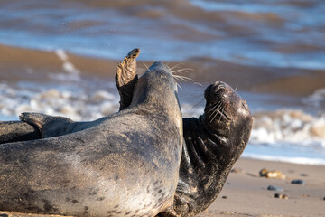 Grey seals play fighting at Horsey Gap beach in north Norfolk, UK. January 2022 