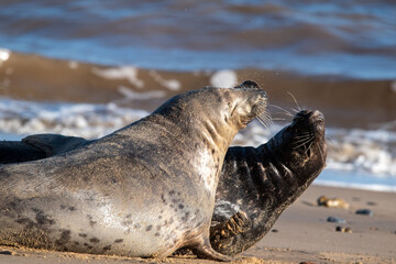 Obraz premium Grey seals play fighting at Horsey Gap beach in north Norfolk, UK. January 2022 