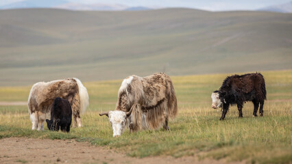 Drei Yaks ziehen durch die Tiefebene der Mongolei und grasen, im Hintergrund stehen Jurten.