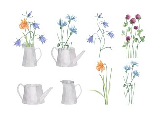 Watercolor collection wild herbs flowers in watering can and jug. Hand drawn botanical flowers