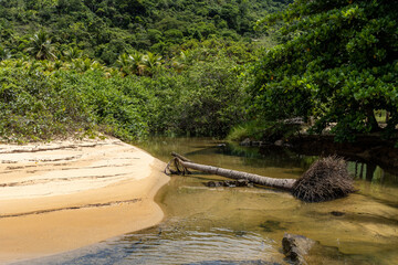 fallen palm tree on the river bed