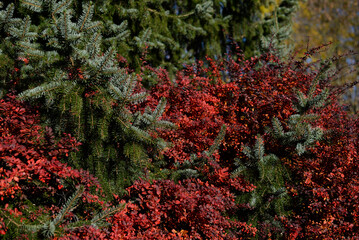 Christmas tree branch on a background of red leaves