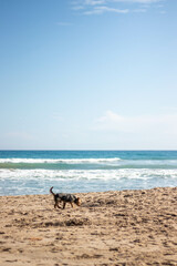 Yorkshire dog walking on the sand of the beach with the sea in the background.