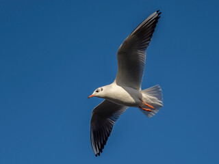 Black Headed Gull Black Headed Gull (Chroicocephalus ridibundus) in winter plumage.  In flight against blue sky