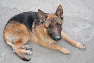 german shepherd dog