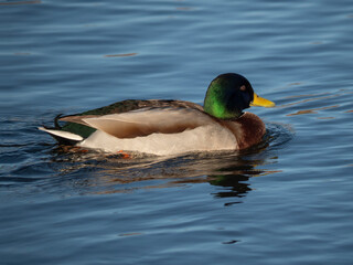 Male Mallard  (Anas platyrhynchos) on water
