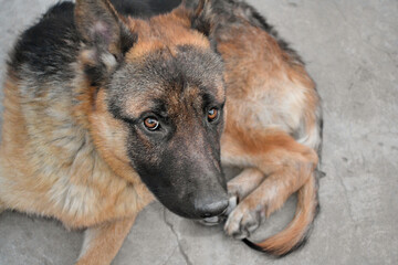 german shepherd dog