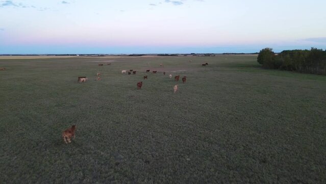 Brown cows running across green field in the Canadian prairies during sunset with colourful sky. Slow Aerial Tracking Shot.
