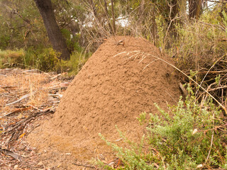 Termite mound on Kangaroo Island in South Australia, Australia