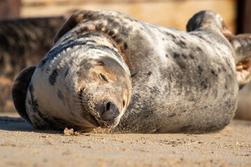 Sleeping grey seal pup. Horsey Gap beach in north Norfolk. January 2022