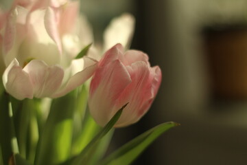 pink tulip flower