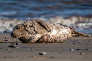 Grey seal pup on Horsey Gap beach in north Norfolk, UK. January 2022