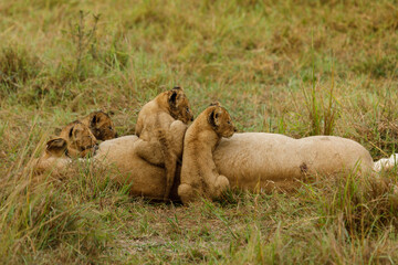 Obraz premium lions cubs playing on the savannah