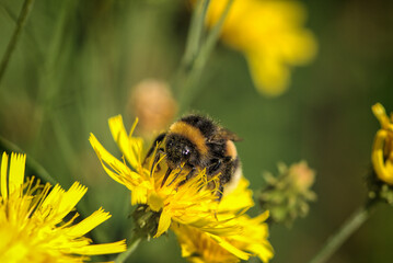 bee on flower