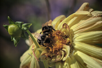 bee on a flower