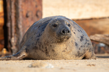 Young grey seal pup laying on the beach at Horsey Gap, north Norfolk, UK