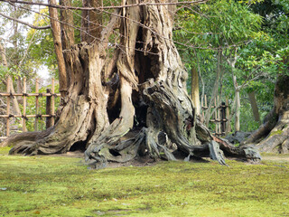 Big Old Tree and green moss in The Park. Kanazawa, Japan