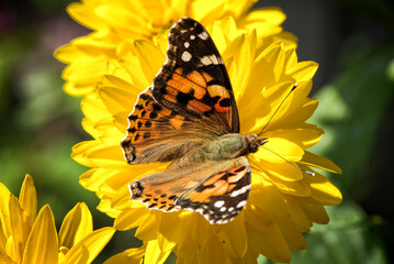 butterfly on flower