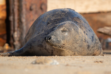 Fototapeta premium Young grey seal pup laying on the beach at Horsey Gap, north Norfolk, UK