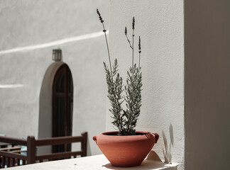 Lavander terra cotta pot flower minimalist Greek or mediterranean style outdoor decoration