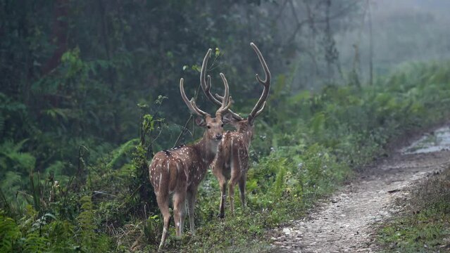 Some spotted deer or axis deer in their natural habitat in Nepal in the early morning light and mist.