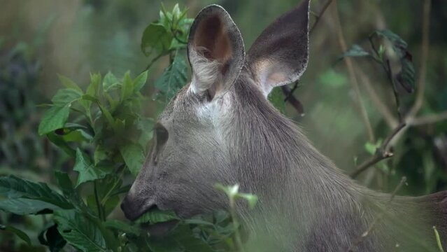 A sambar deer eating some green leaves in the jungle in Chitwan National Park.
