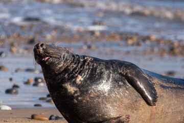 Grey seal by the sea at Horsey Gap beach in north Norfolk, UK