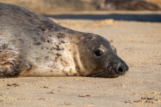 Young grey seal pup laying/resting on Horsey Gap beach in north Norfolk, UK