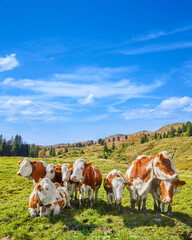 Fototapeta na wymiar Beautiful mountain impressions with curious cows, above Wald im Pinzgau, in Austria.