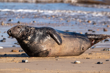 Grey seal by the sea at Horsey Gap beach in north Norfolk, UK