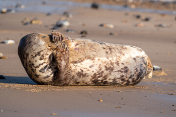 A comical/funny looking young grey seal pup on Horsey Gap beach in north Norfolk, UK