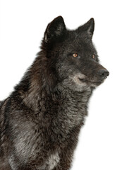 canadian black wolf isolated on white background