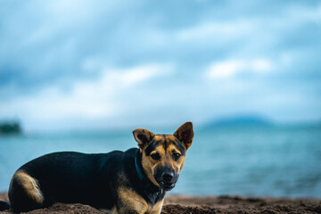 Sheperd dog having fun on the beach. Ilhabela Sao Paulo Brazil.