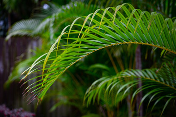Hanging leaves of bright palm branch in an exotic tropical garden