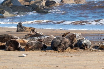 Fototapeta premium Colony of grey seals at Horsey Gap in north Norfolk, UK. January 2022