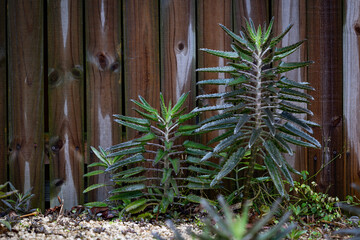 Evergreen, decorative tropical plants next to wet wooden garden fence background